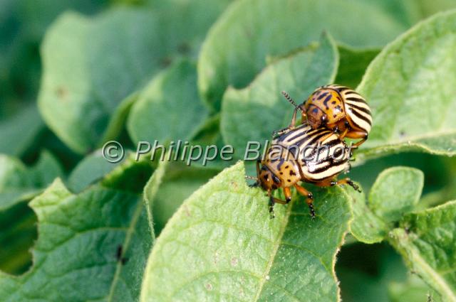 leptinotarsa decemlineata.JPG - Leptinotarsa decemlineataDoryphores sur une feuille de pomme de terre (accouplement)Colorado potato beetleColeoptera, ChrysomelidaeLituanie